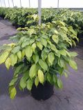 Ficus Marguerite